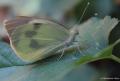Pieris brassicae (Büyük Beyazmelek)